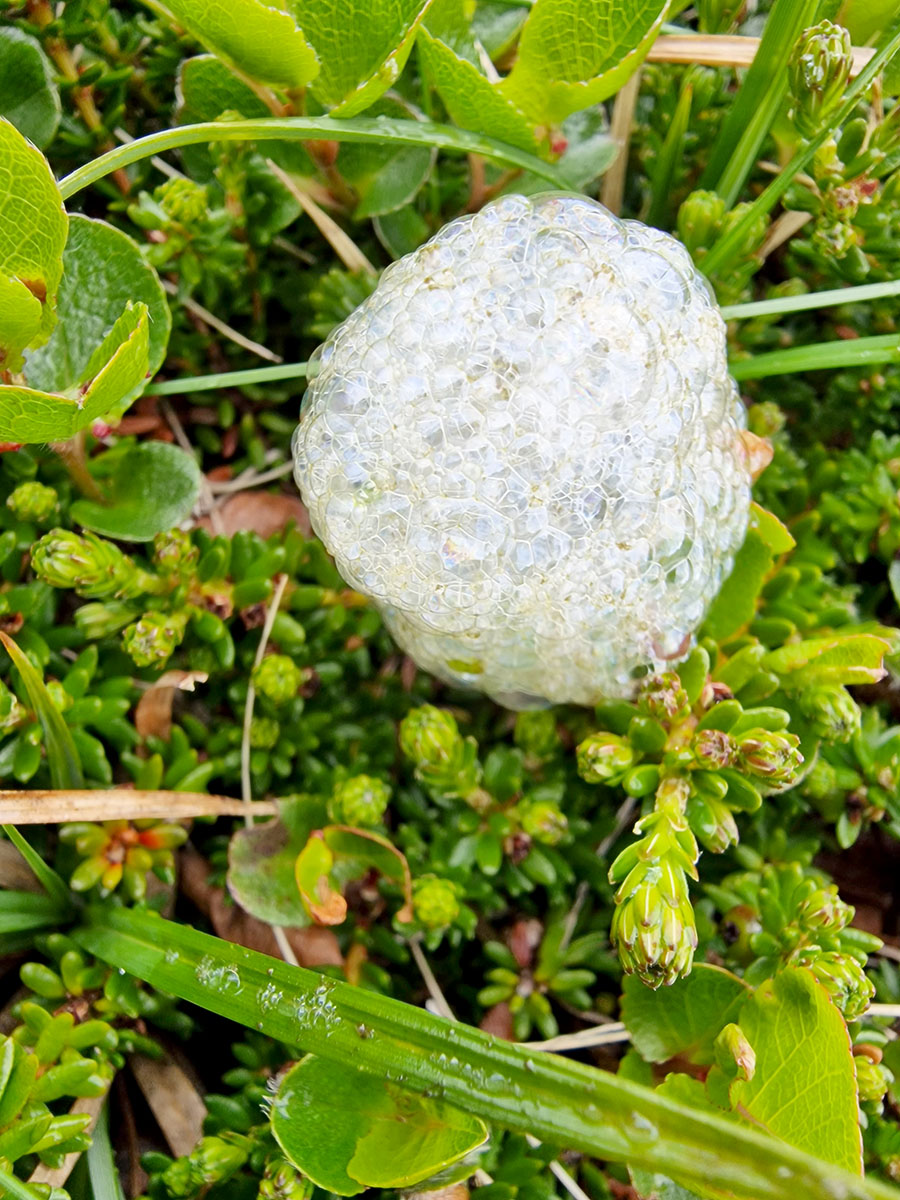 Froðutifa (Philaenus spumarius), skordýr.