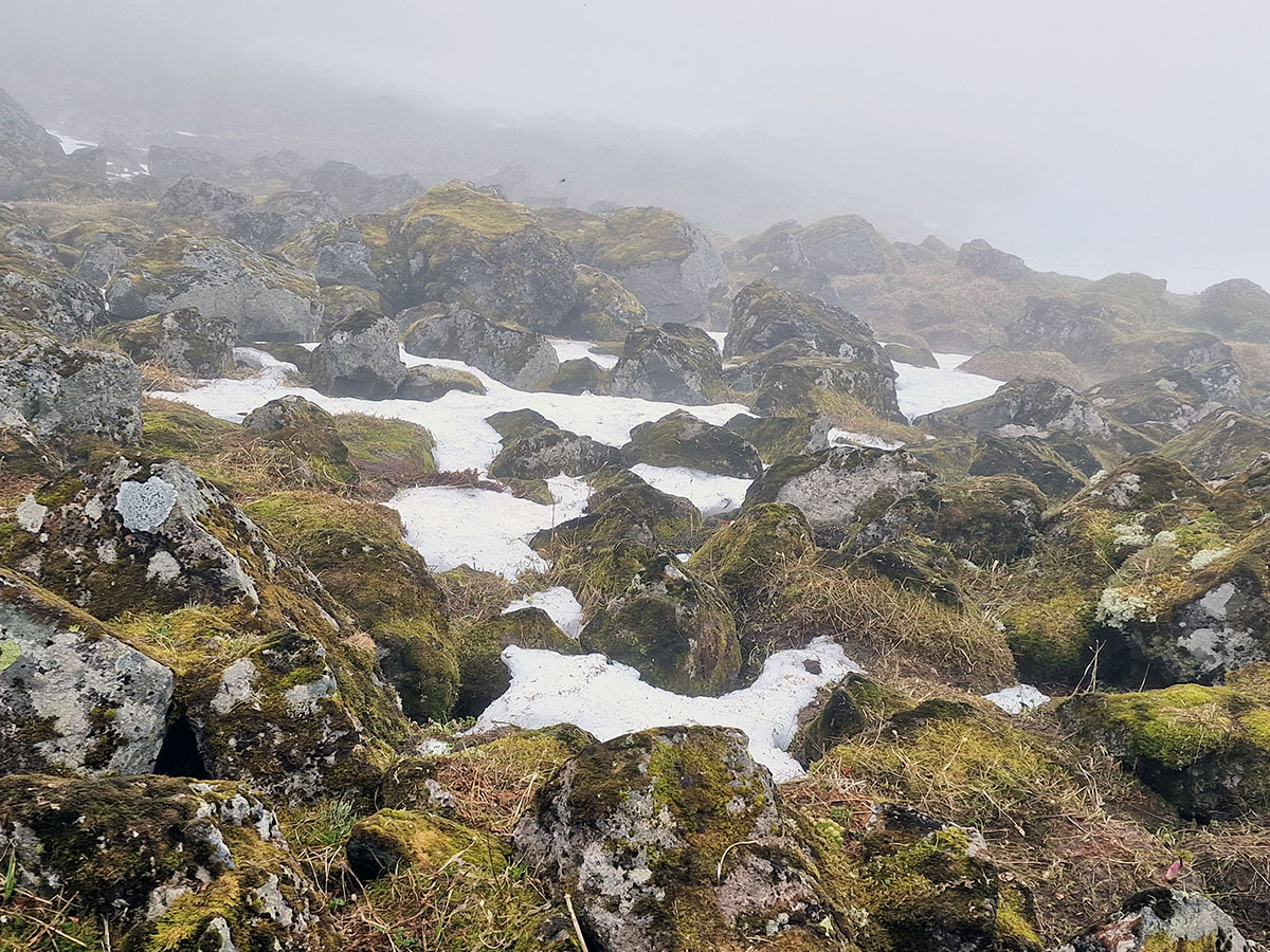 Greni á Hornbjargi.