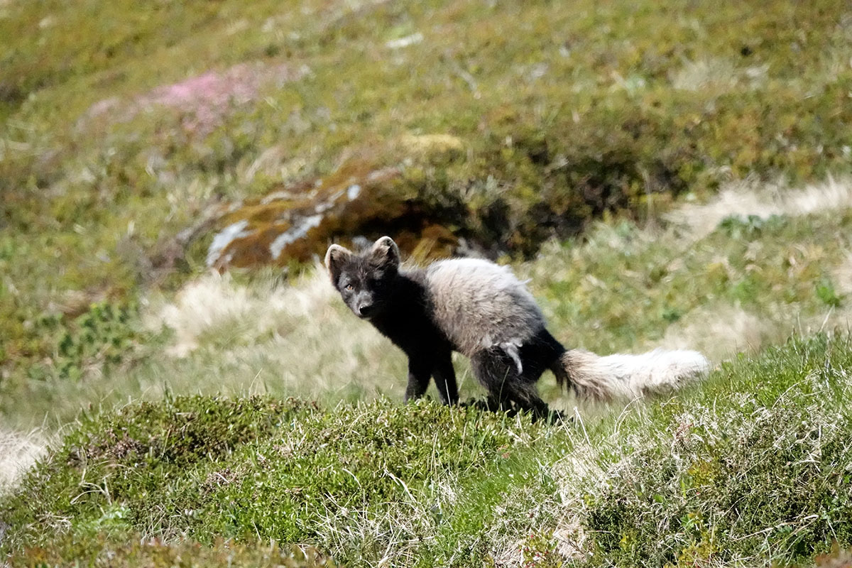 Mórauður refur, geldlæða í Innstadal sumarið 2022