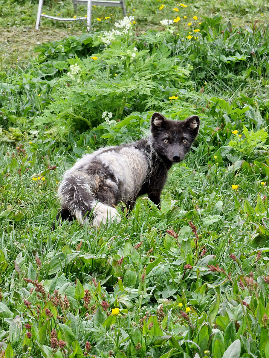 Mórauður refur, steggur við Hornbæi í Hornvík, sumarið 2022