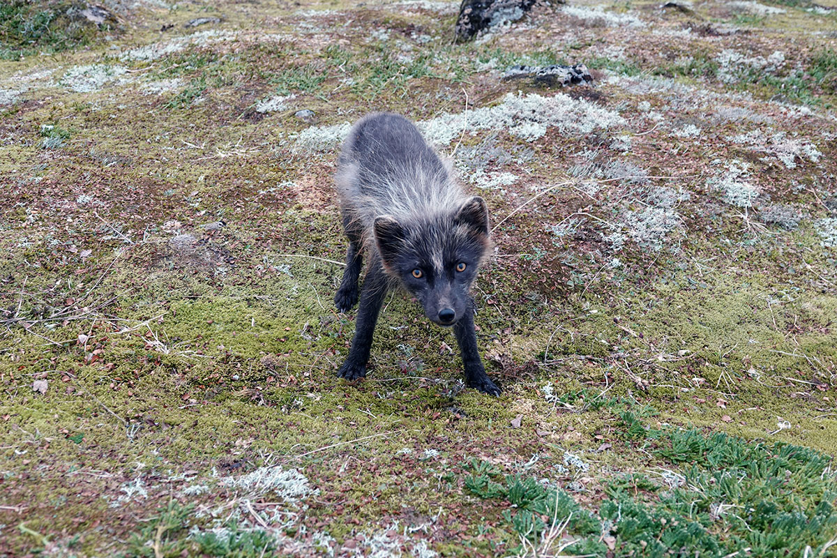 Mórauður steggur í norðanverðum Innstadal, uppundir Kálfatindum.