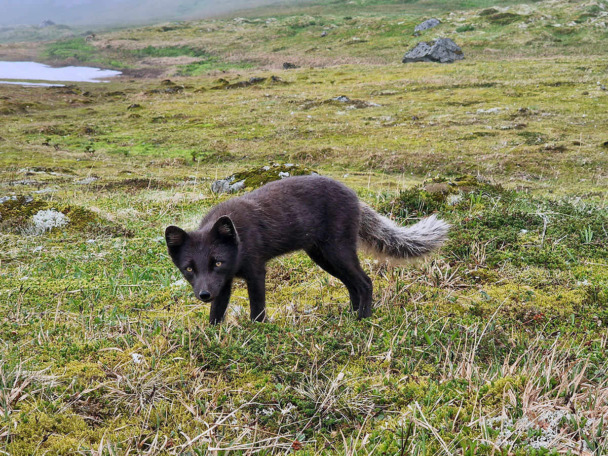 Mórauður geldsteggur í Miðdal, myndarlegt dýr og afar spakt.