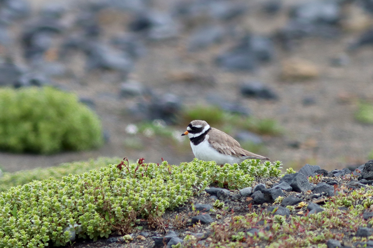 andlóa sást í Surtsey sumari 2022 en óvíst er um varp þetta árið