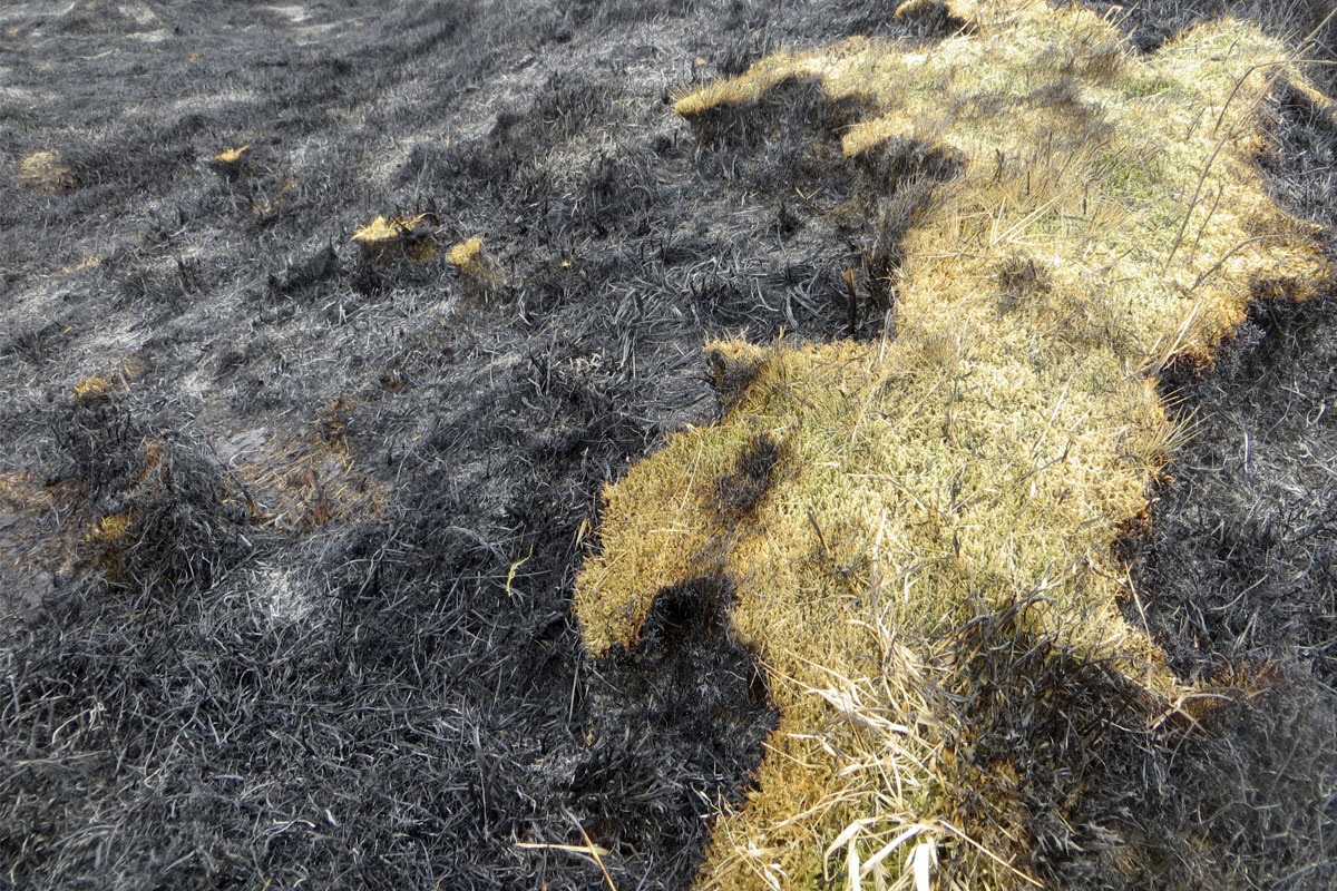 Mosi og fléttur brenna yfirleitt illa og tekur langan tíma að vaxa á ný.