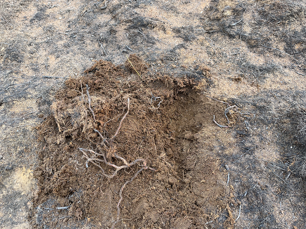 Nærmynd af brunnum jarðvegi á gosstöðvunum við Litla-Hrút, 14. júlí 2023.