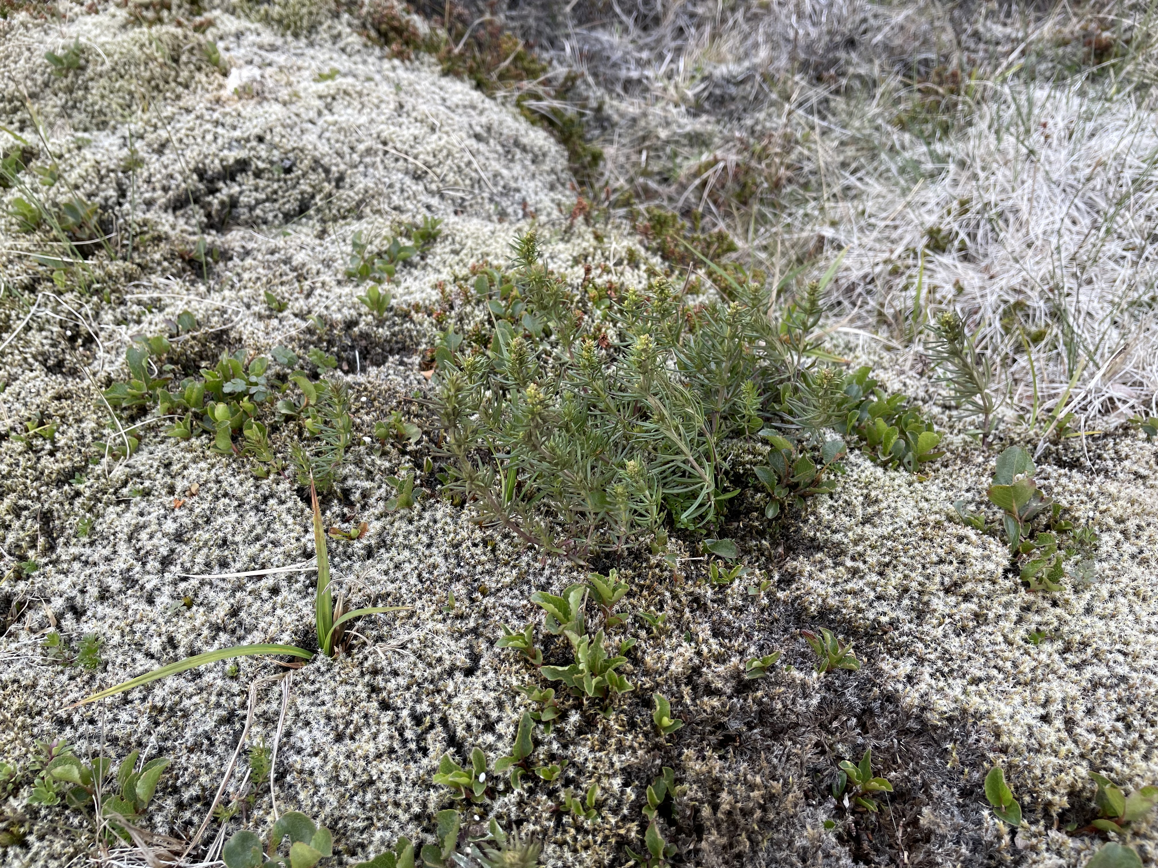 Óbrunnin mosaþemba á svæðinu við Litla-Hrút, 14. júlí 2023.