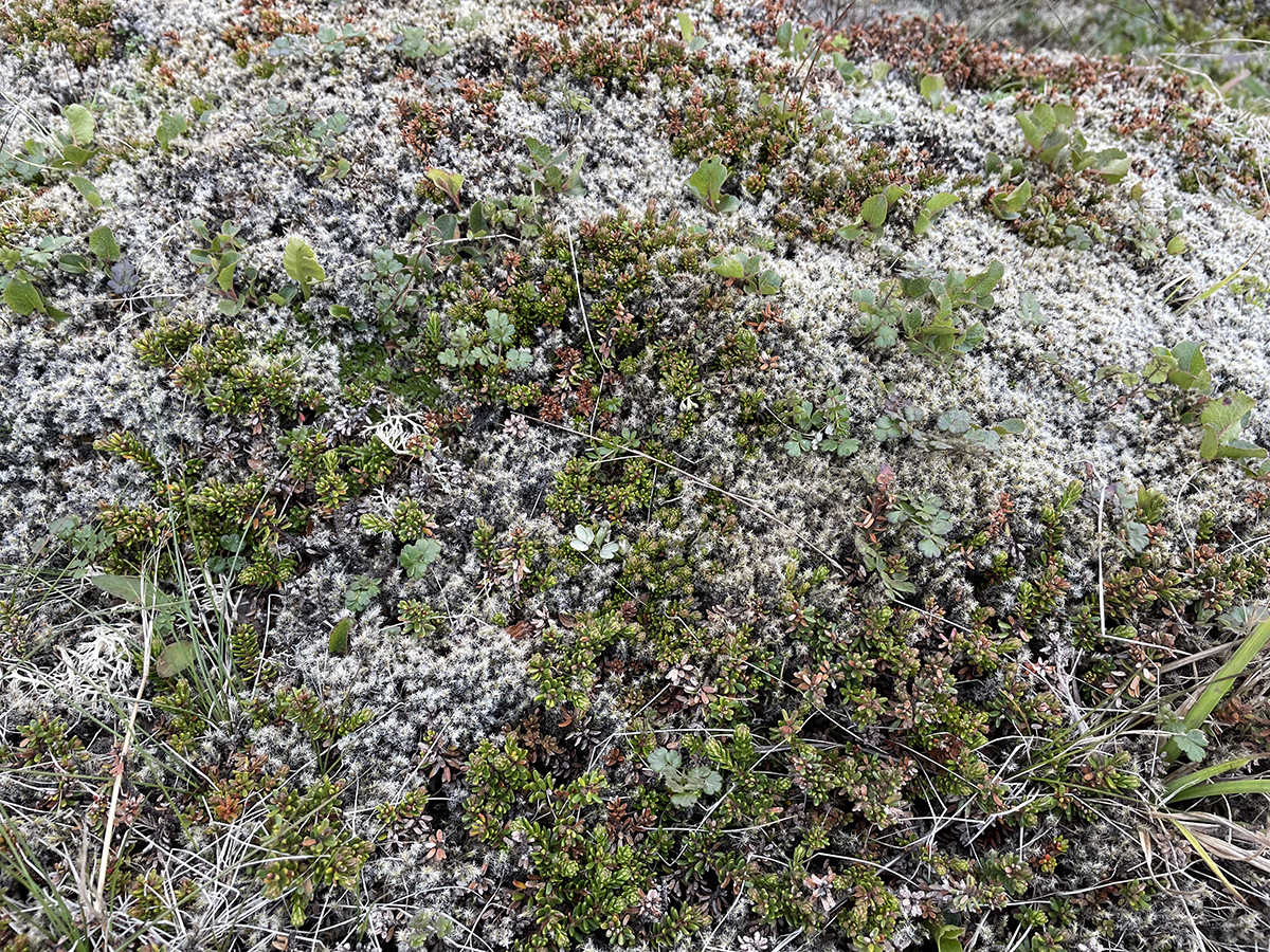 Óbrunnin mosaþemba á svæðinu við Litla-Hrút, 14. júlí 2023.