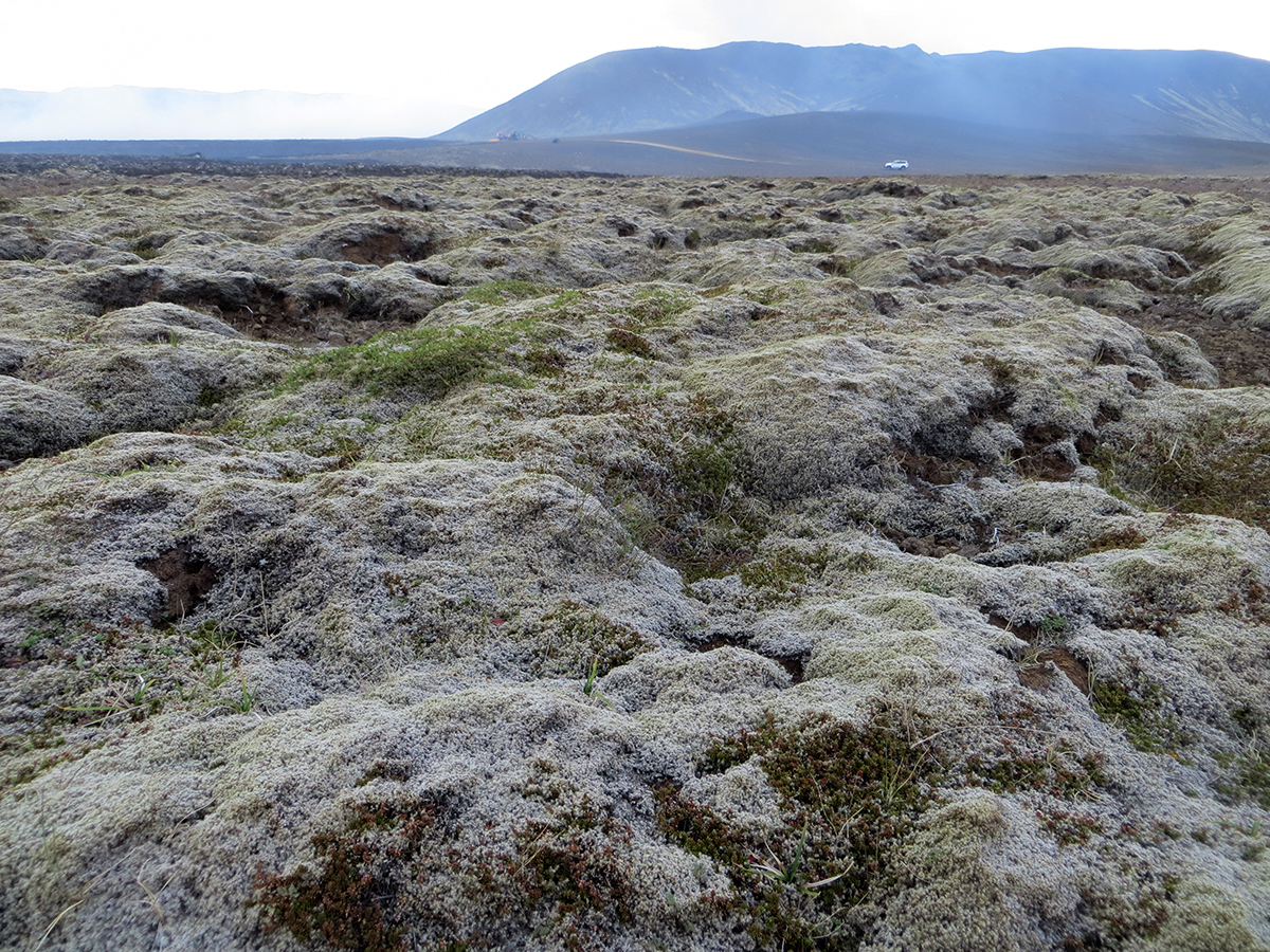 Mosavaxið svæði við eldstöðvarnar við Litla-Hrút sem enn hafa ekki orðið eldinum að bráð, 14. júlí 2023.