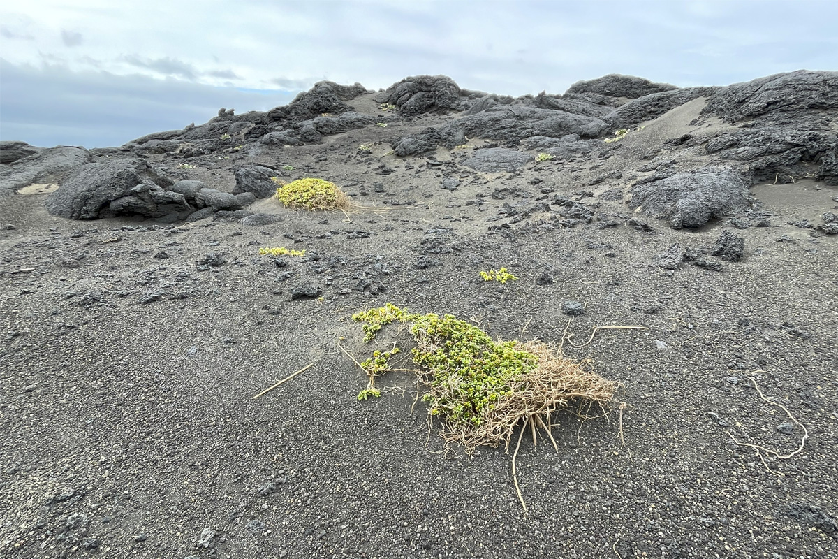 Vindrof hefur berað rótarkerfi fjöruarfa í Surtsey 2024