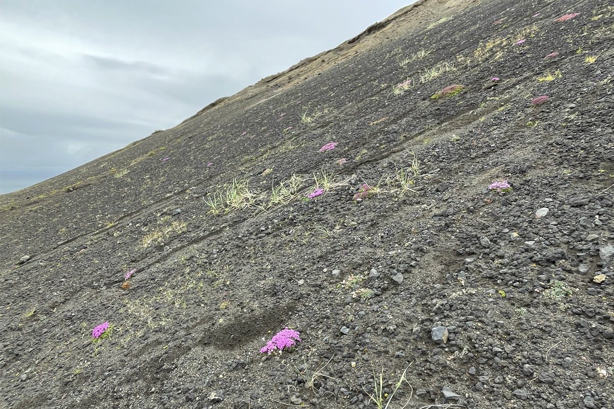 Blóðberg í blóma var áberandi í hlíðum Vesturbunka á Surtsey 2024