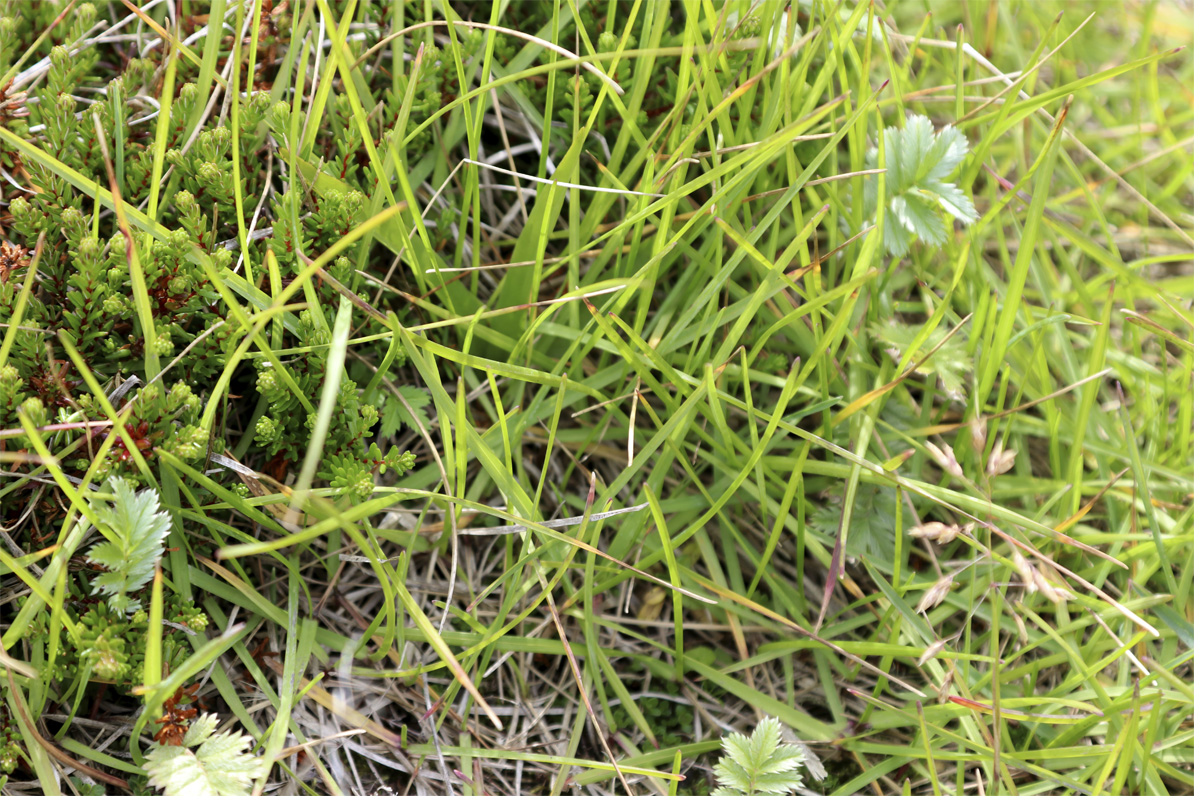 Friggjargras í Surtsey 2024