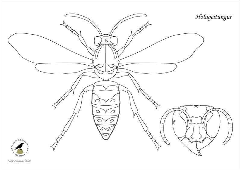 Litablað holugeitungur