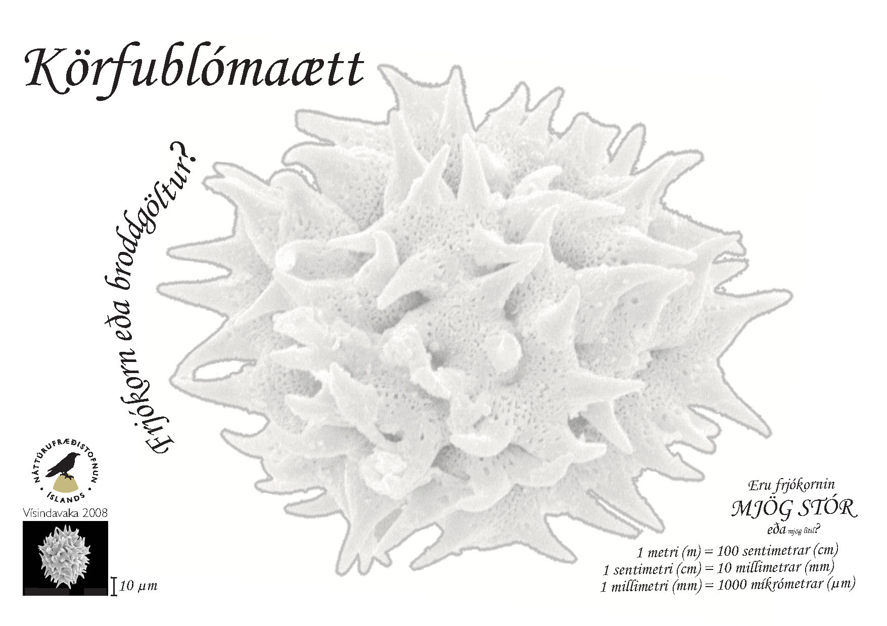 Litablað frjókorn körfublómaætt