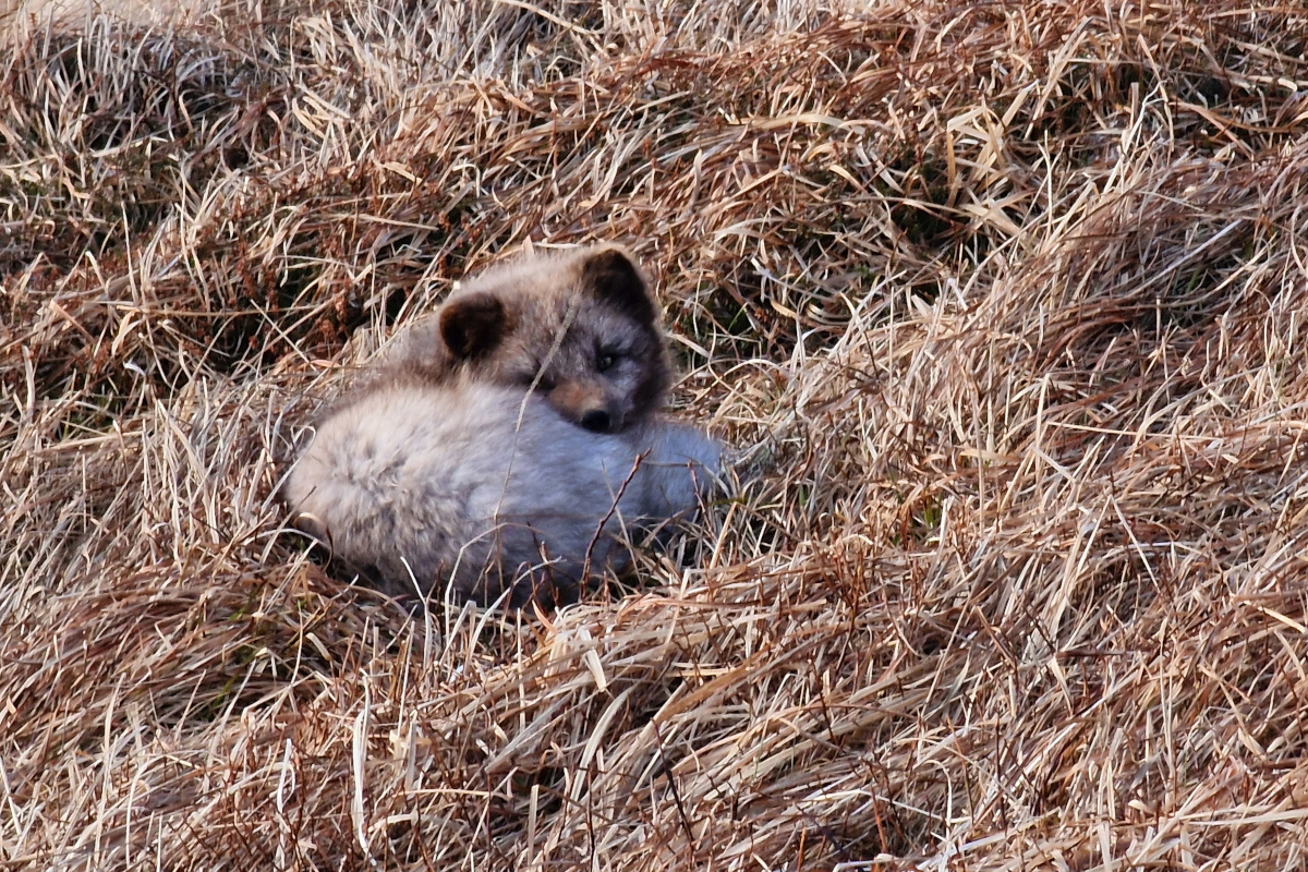 Grár refur að vakna, læðan farin af vettvangi.
