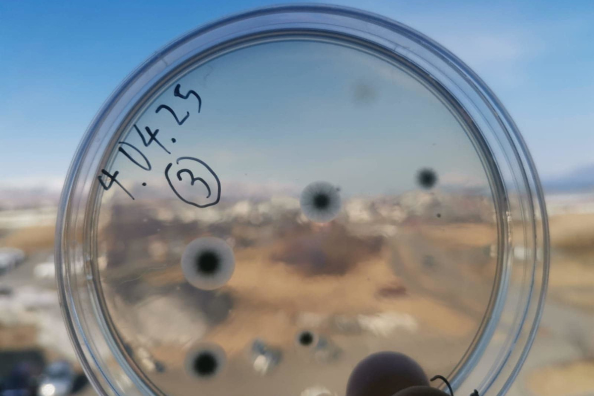 Sveppagró vaxa á ætisskál