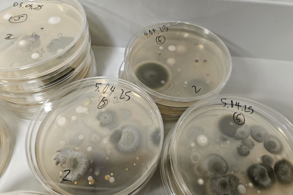 Á ætisskálum vaxa gró sveppa sem fönguð eru úr andrúmslofti.