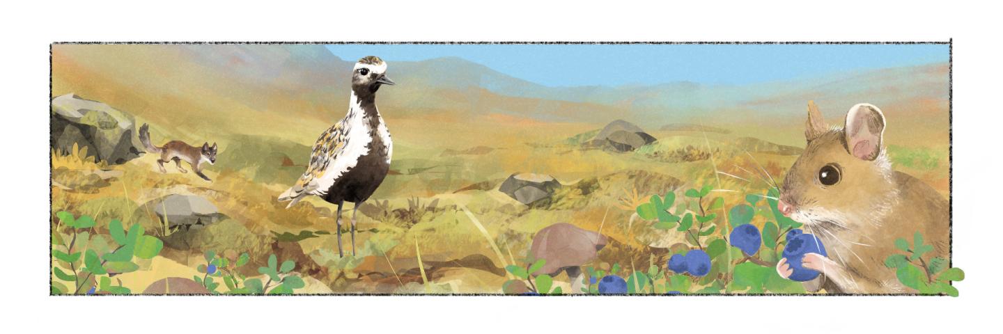 Fræðslumyndasaga um líffræðilega fjölbreytni