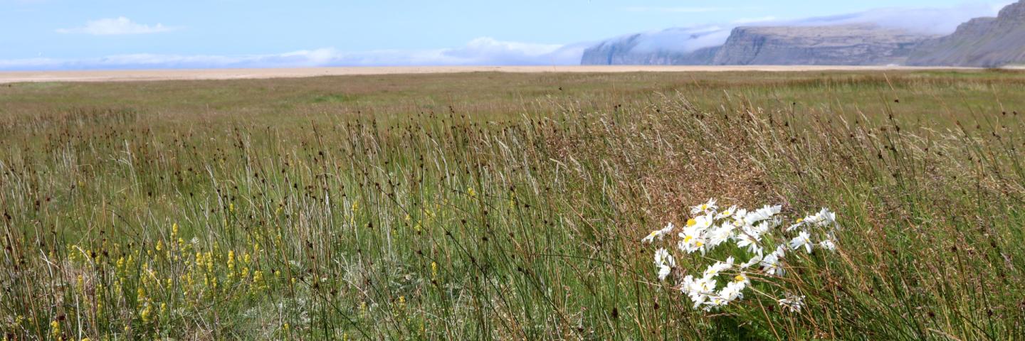 Rauðisandur ©Olga Kolbrún Vilmundardóttir