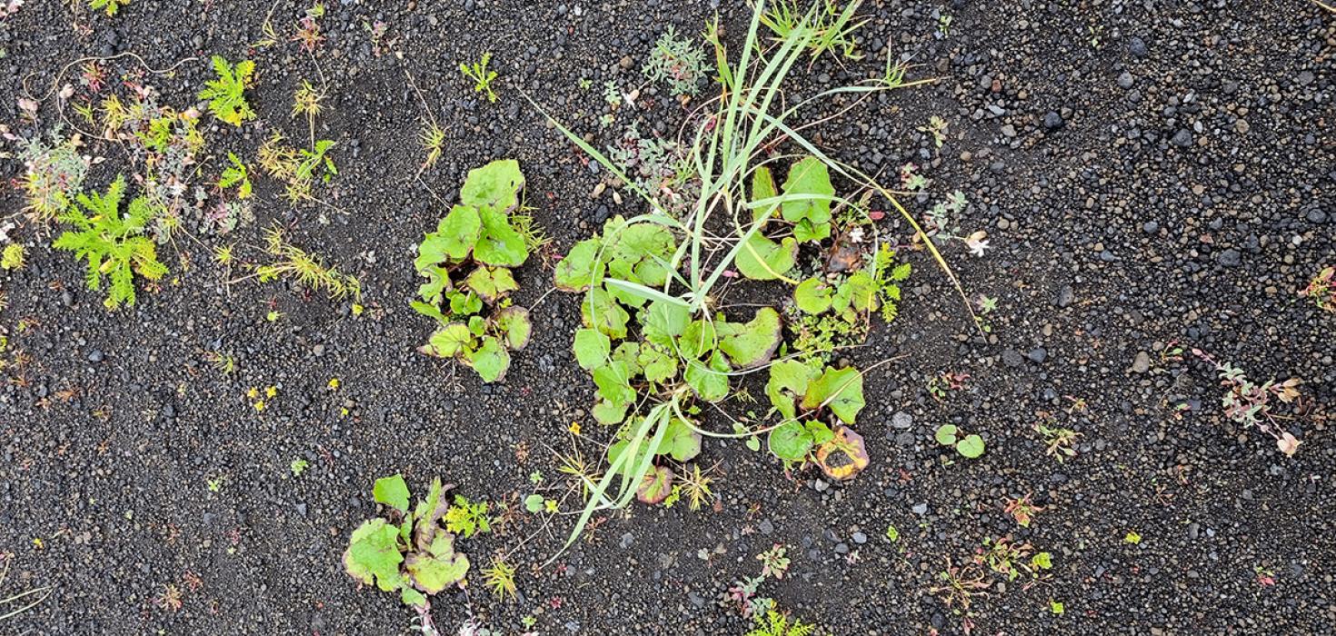 Hóffífill (Tussilago farfara) í Surtsey 2022