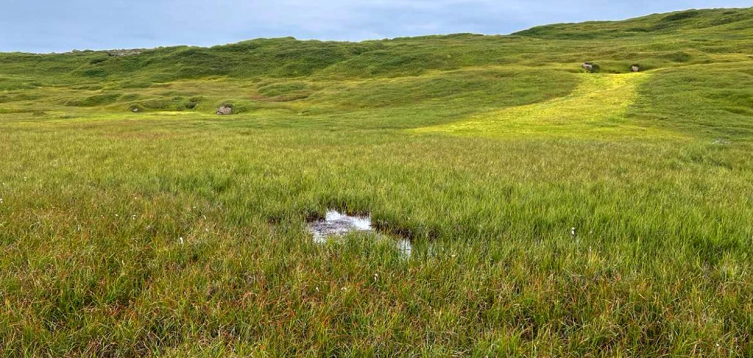 Mýri á Hólaheiði þar sem Carex saxatilis subsp. laxa fannst