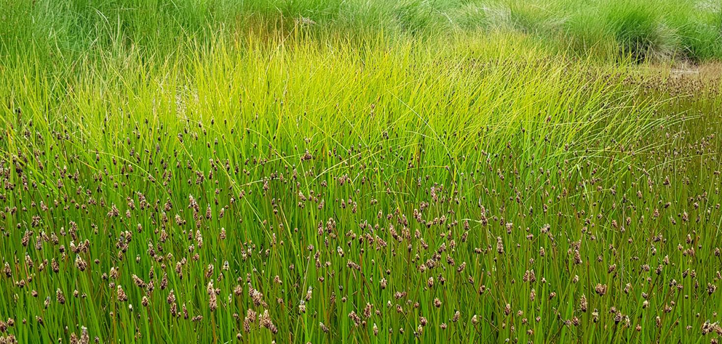 Vatnsnál (Eleocharis palustris)