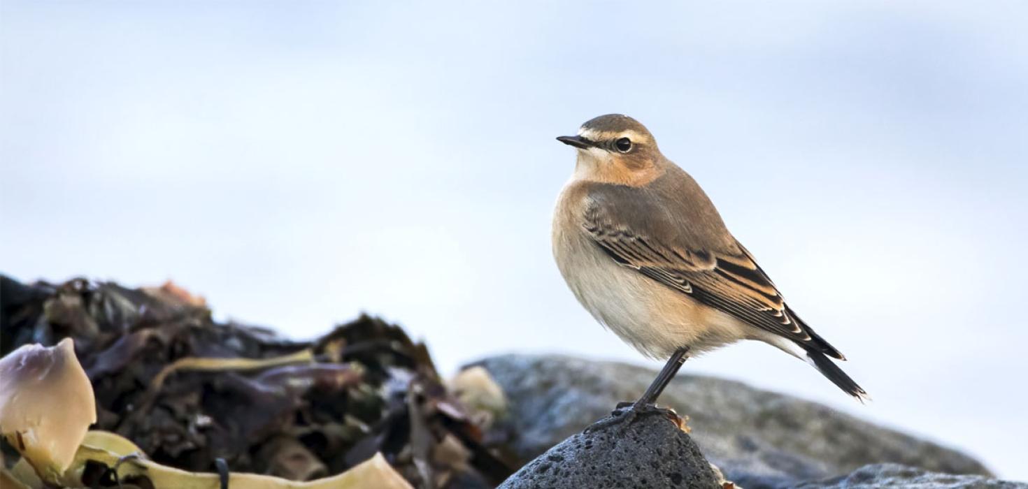 Steindepill í Surtsey
