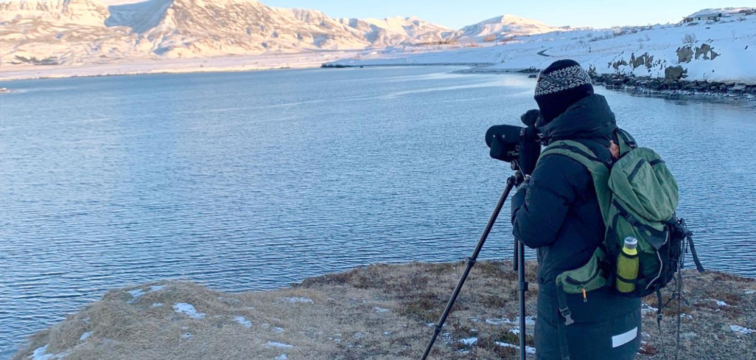 Fuglar taldir í Leiruvogi í janúar 2023.