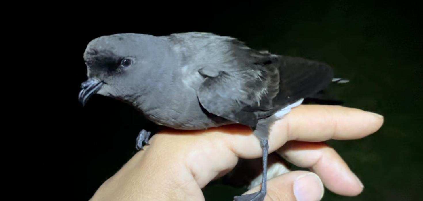 Stormsvala (Hydrobates pelagicus)