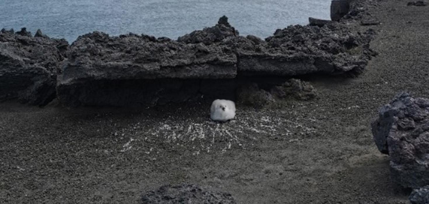 Fýlsungi á bjargbrún á austanverðri eynni.