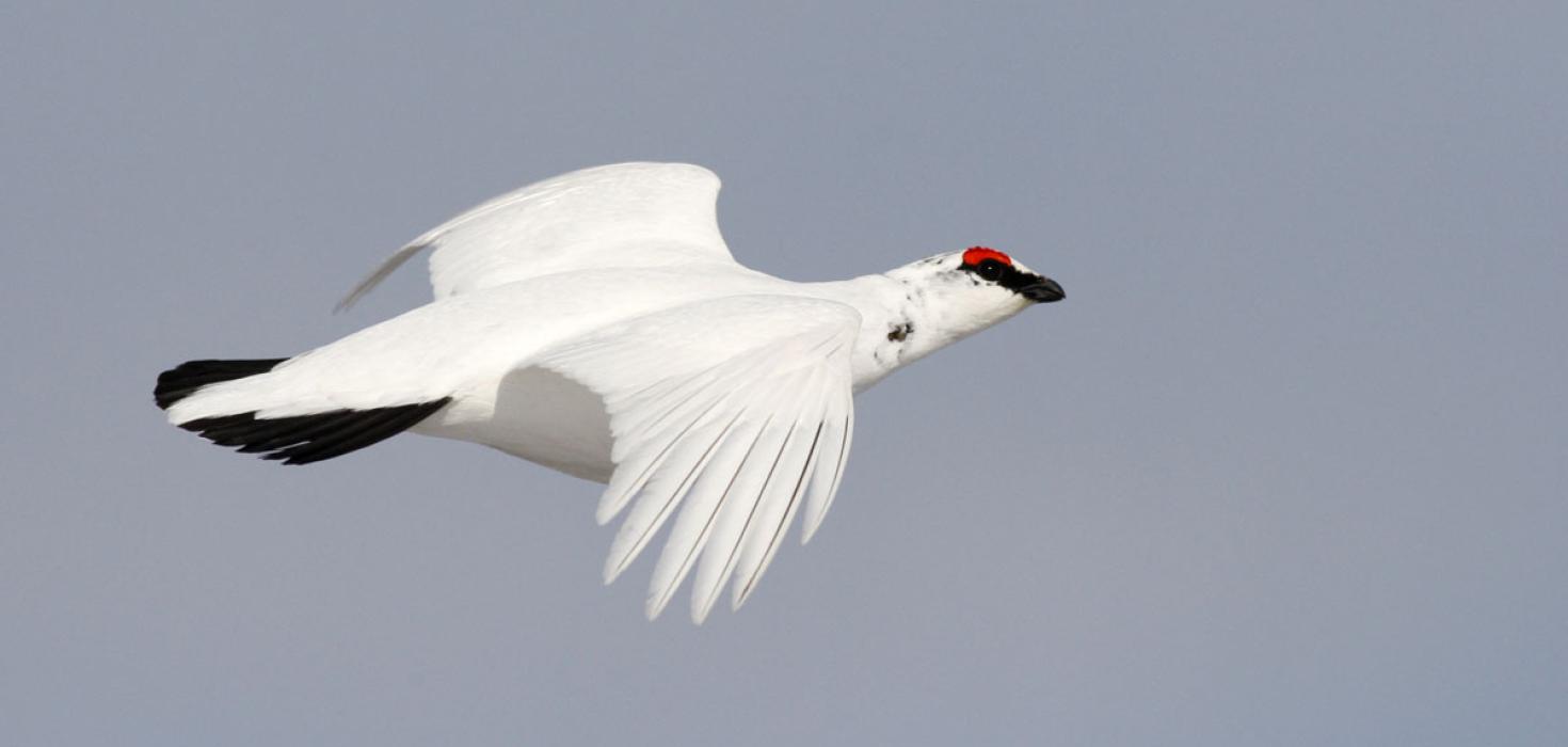 Rjúpa (Laguopus muta)