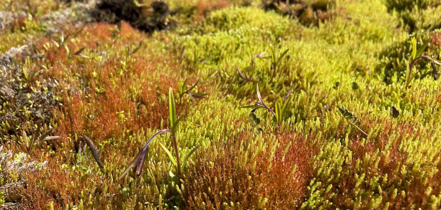 Mýradúnurt, Epilobium palustre, í dýjamosa á Grjóthálsi