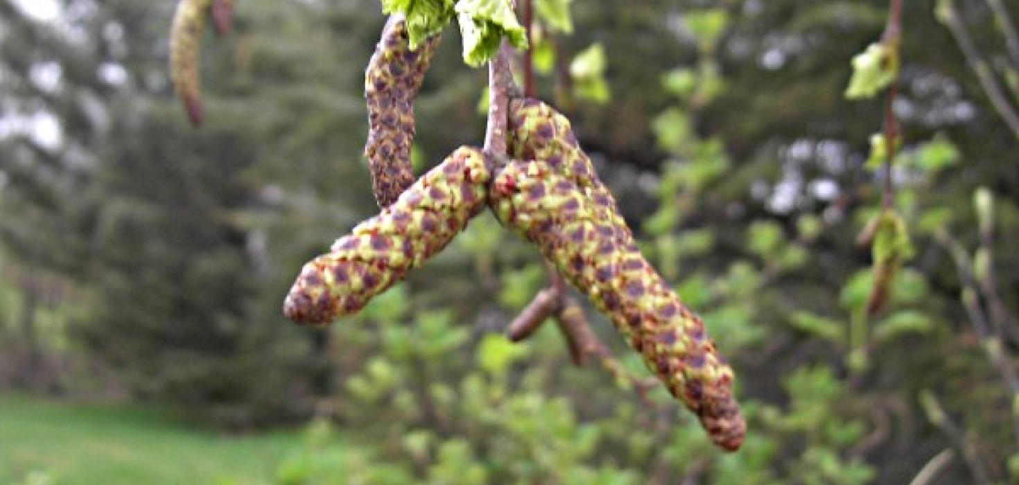 óútsprungnir birkireklar