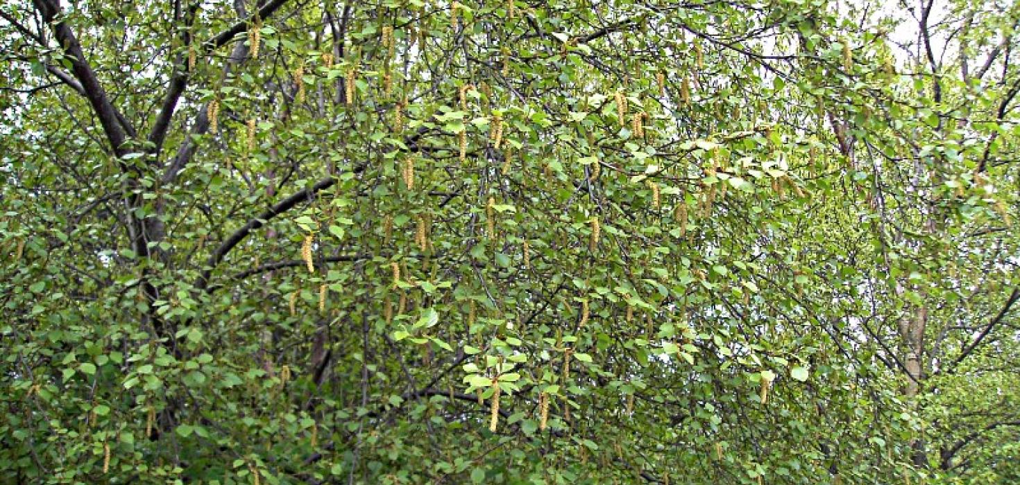 Blómgað birki í Elliðaárdal