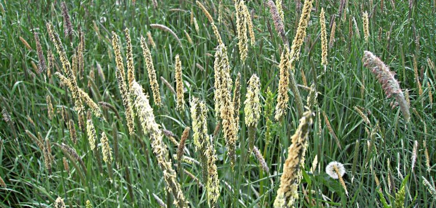 Háliðagras í blóma