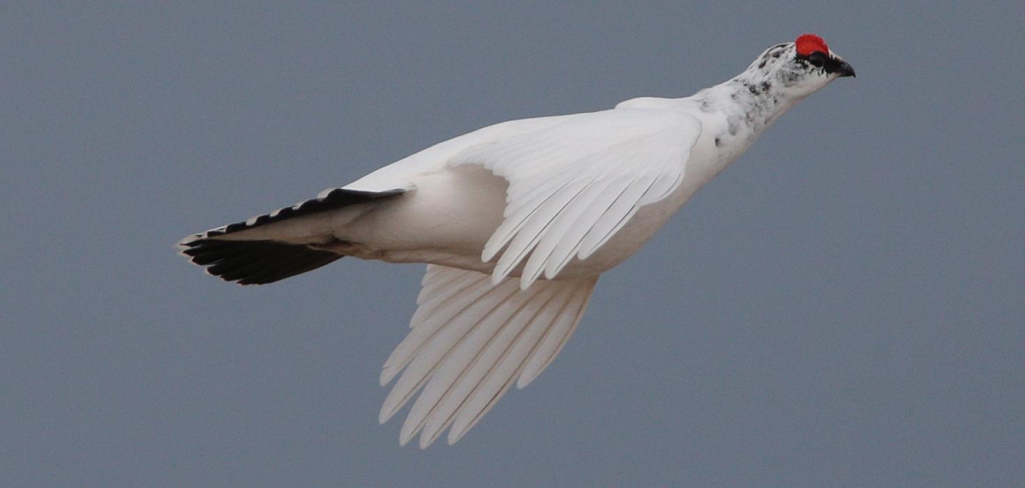 Rjúpa, fullorðinn karri, Húsavík, Suður-Þingeyjarsýsla