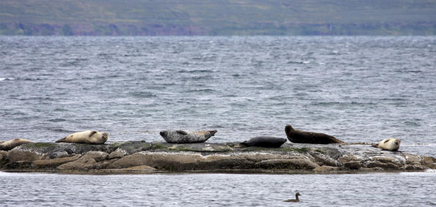 Landselir í Ísafjarðardjúpi