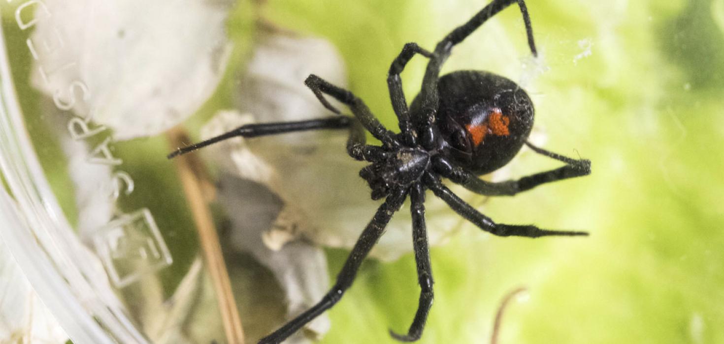 Ekkjukönguló, eða svört ekkja, af ógreindri tegund (Latrodectus)