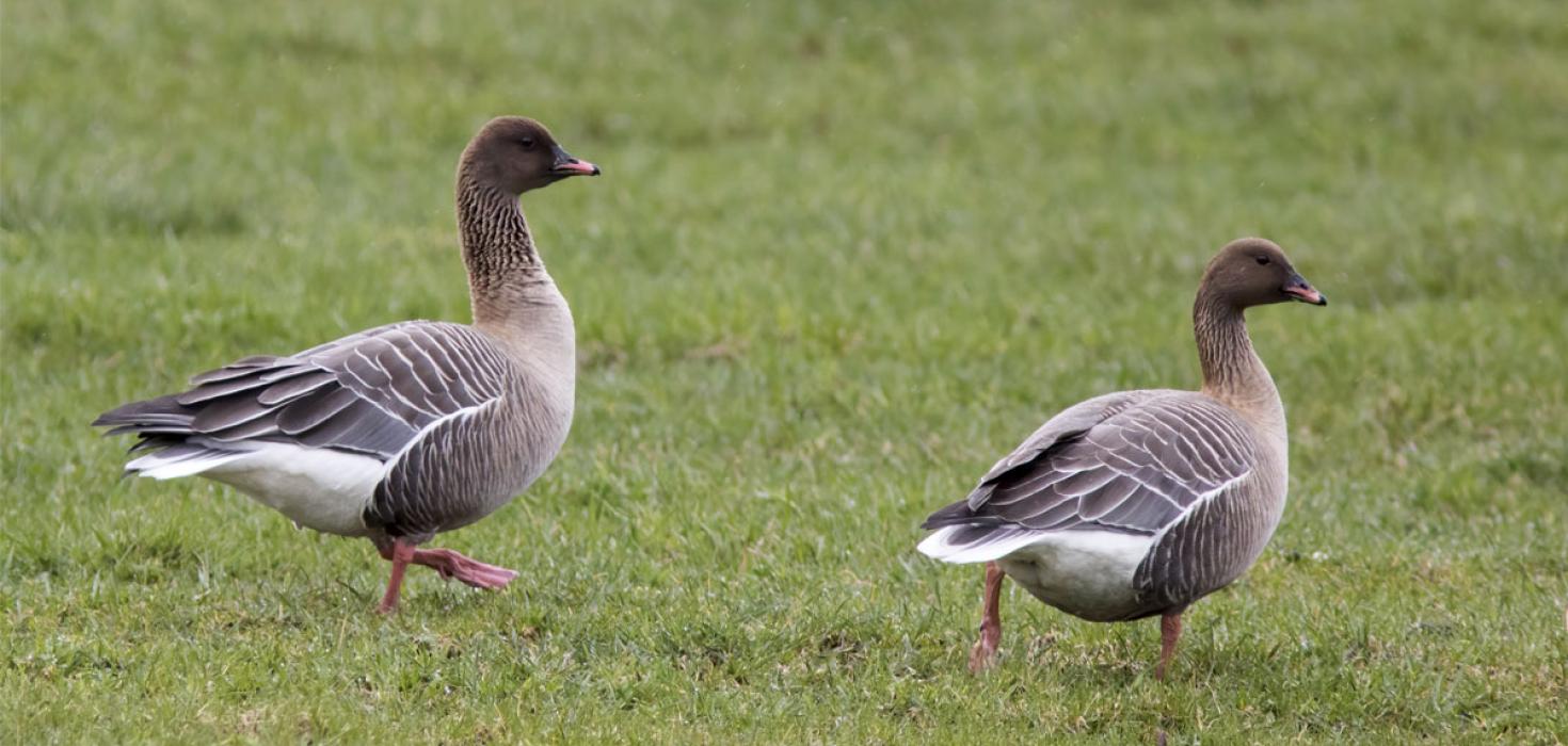 Heiðagæsir í Fljótshlíð, 30. apríl 2018