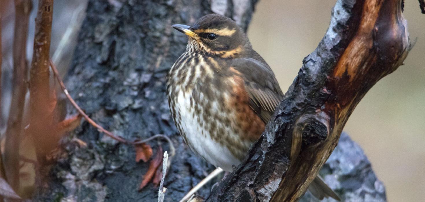 Skógarþröstur við Seltjörn í Reykjanesbæ
