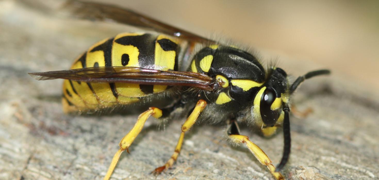 Húsageitungur - Vespula germanica