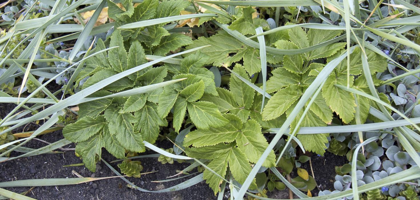 Ætihvönn í Surtsey sumarið 2016