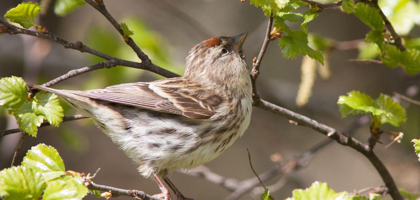 Á Íslandi var mest merkt af auðnutittlingum árið 2018