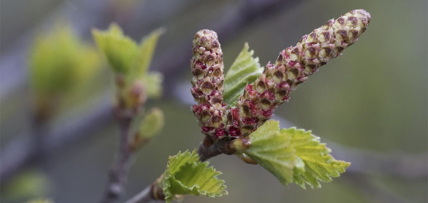 Birkirekill að opnast