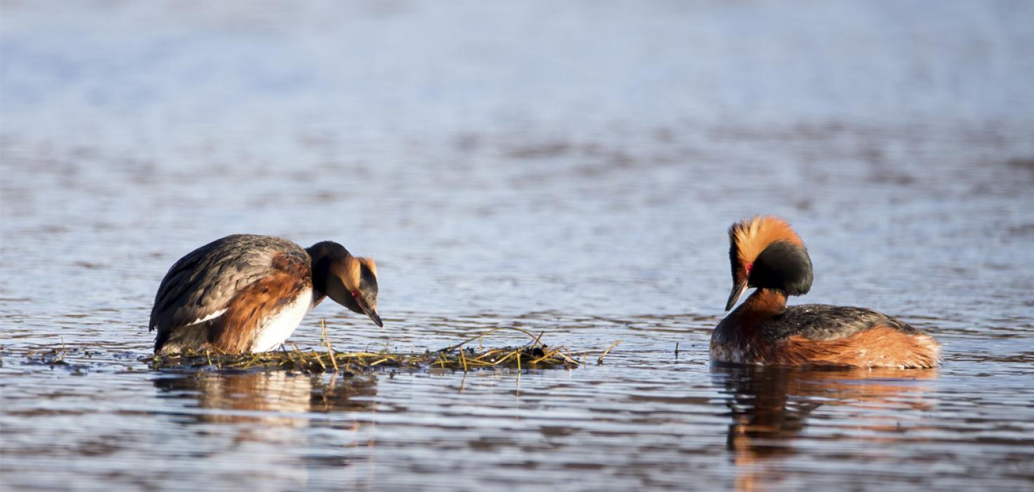 Flórgoðar á Vífilsstaðavatni