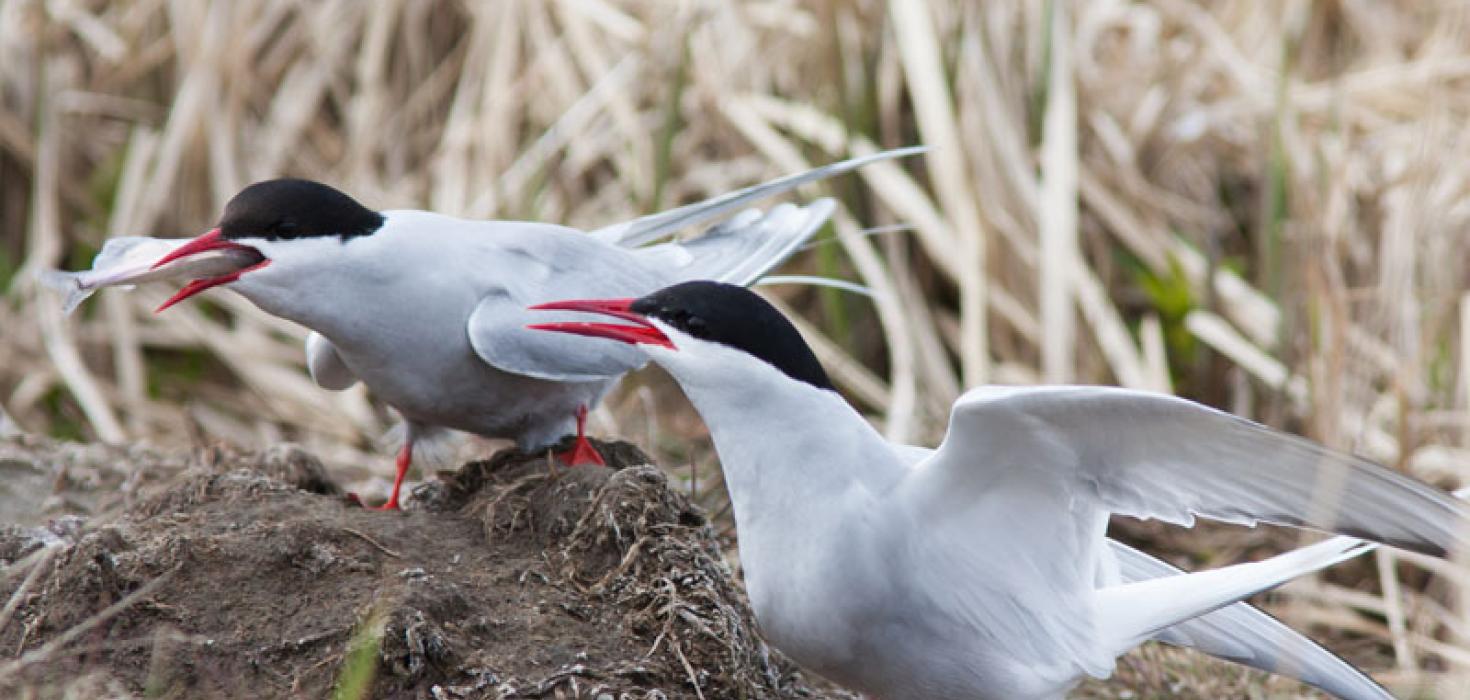 Kríur í varpi á Höfn í Hornafirði