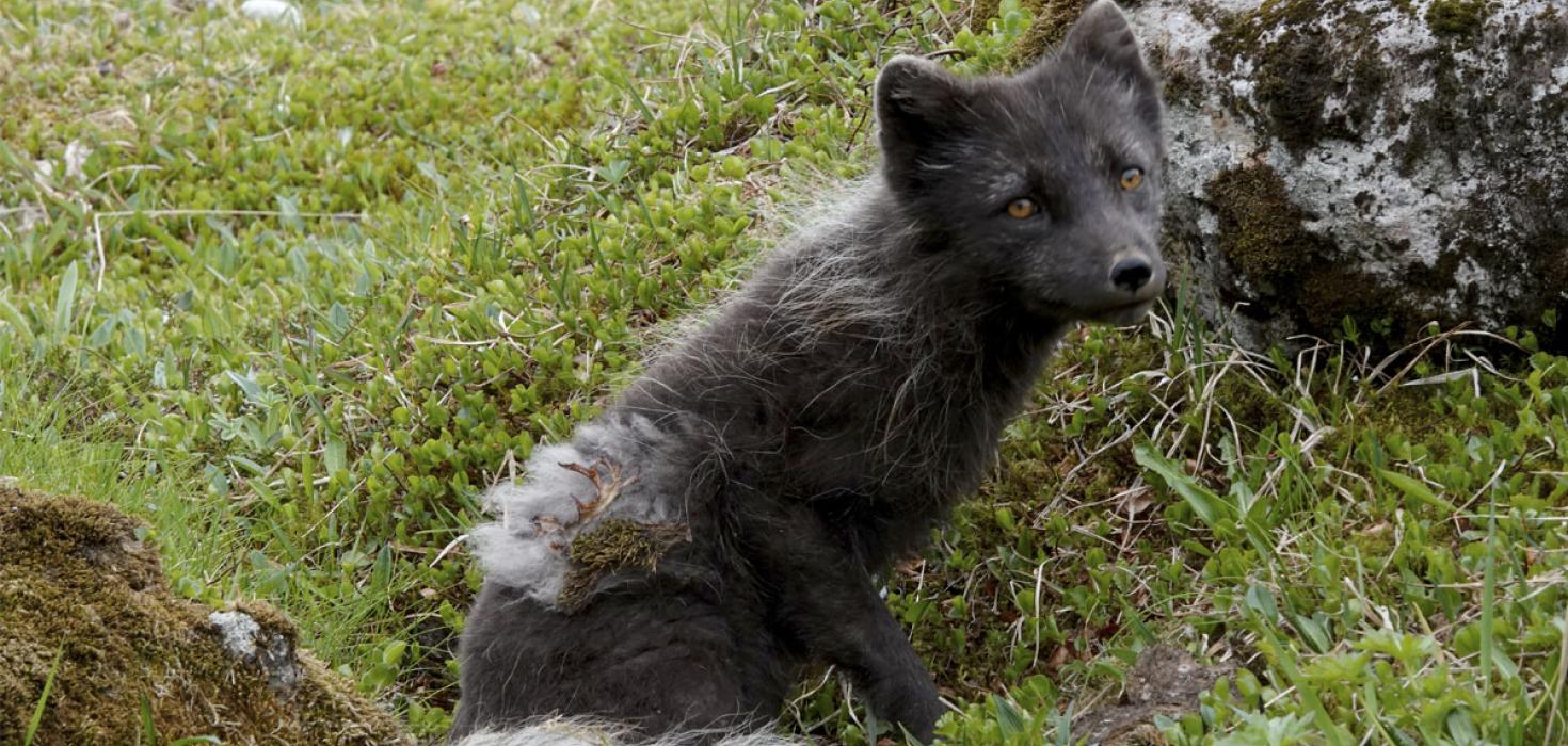 Mórauður refur í Hornvík. Á síðum eru leyfar af vetrarfeldi og í honum er fjallagras og mosi.