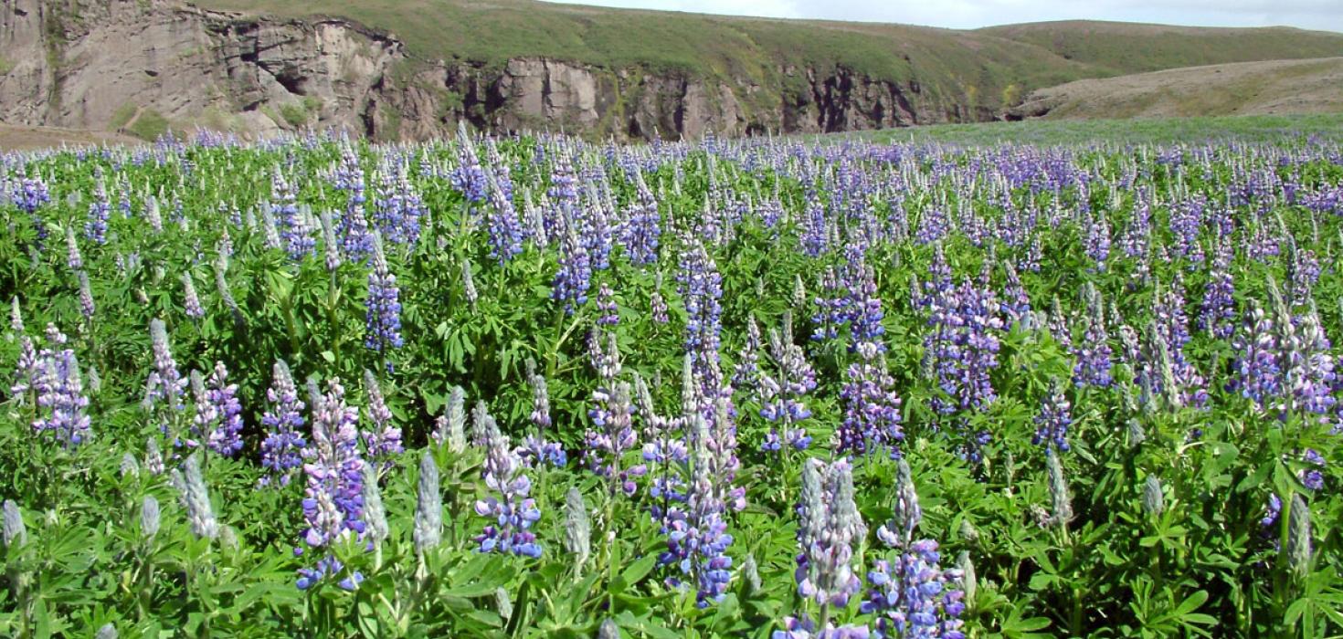 Alaskalúpína við Atley