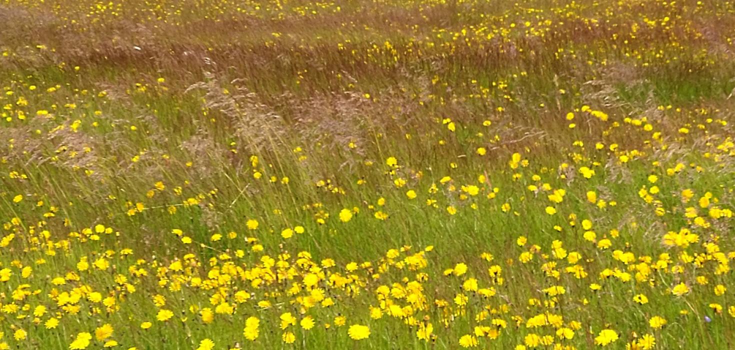 Grös og undafíflar