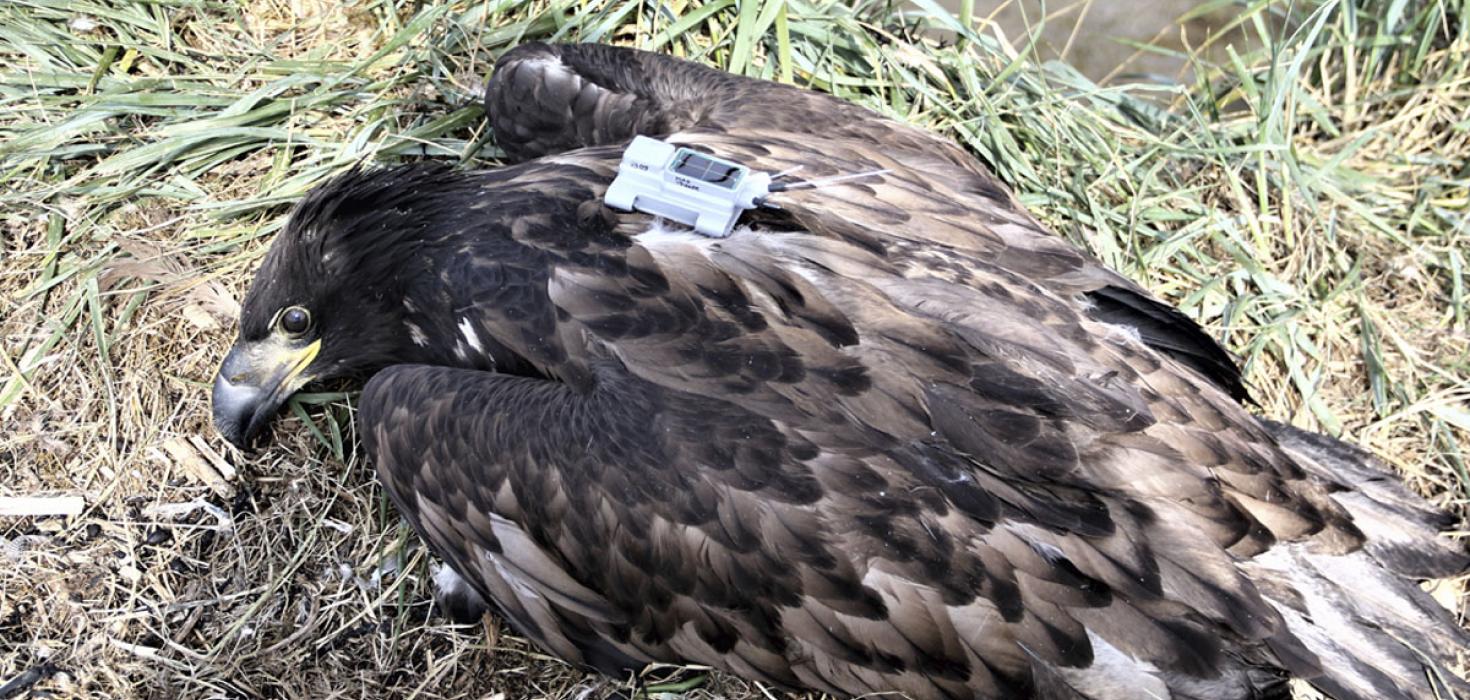 Arnarungi með gps-sendi sem mun hiljast að mestu í fiðri þegar hann fer á flug.