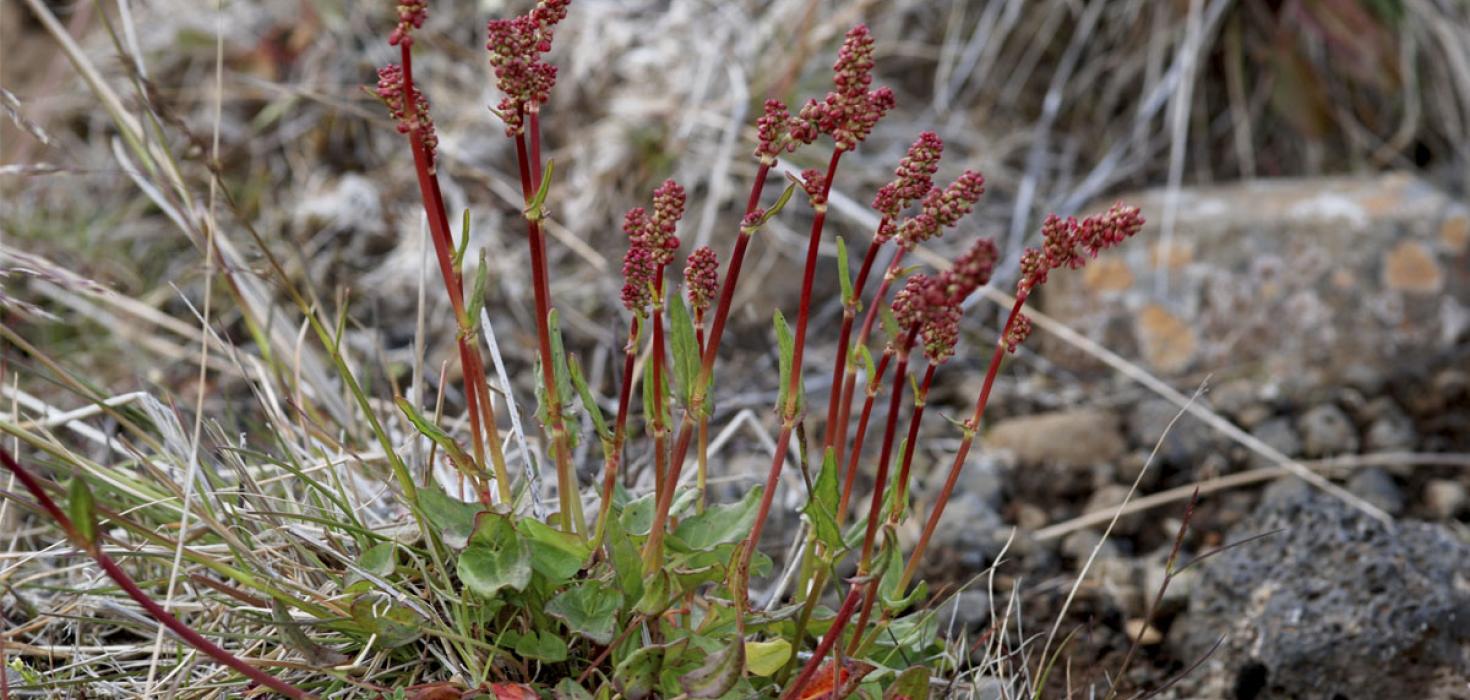Túnsúra (Rumex acetosa)